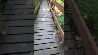 Tonsina Creek Trail - Seward, Alaska - Part 32 / 49