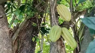 cuajilote es una fruta que asada sabe deliciosa,sabe a pastel y es bueno para curar tos.Ebel Garc&eacute;s