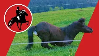 Ein Fohlen kommt zur Welt - LIVE DABEI – im Islandpferdezentrum Sauerland