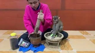 Smart baby monkey ROJO help mom carrying thing and eating cucumbers and playing alone while mom busy