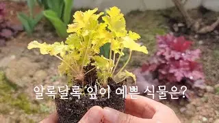 알록달록 꽃보다 잎이 더 예쁜 식물 ㅣ휴케라 키우기 ㅣ포기 나누기