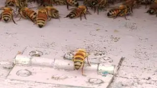 New medicine could save dwindling global bee population