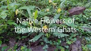 Native Flowers of the Western Ghats | 2. Little tree plant | Woman of the Earth