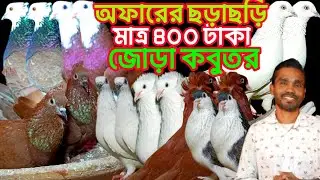 দারুন চমক বিভিন্ন প্যাকেজ অফারে মাত্র ৫০০ টাকা জোড়া কবুতর কিনুন #কবুতর