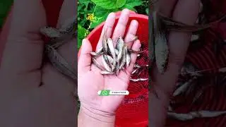 গুলশা মাছের পোনা!