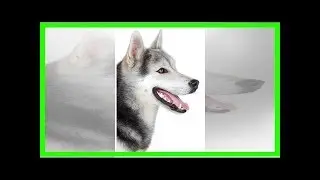 Hybrid wolf puppies training