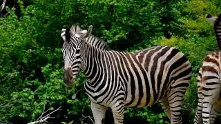 Wild and Free: The World of Zebras! ##ZebraSafari #AfricanZebras #zebraherd