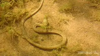 Culebra Viperina (Natrix maura) 2