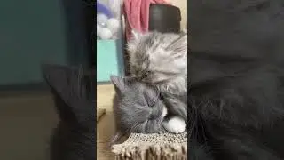 fell asleep together 😻😻 #sleepkitty #1cutehub #catlover #sweetkitten #cute #babygirl #love