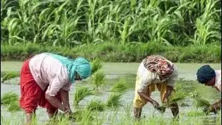RUAAGita ganjam famas ରୁଆ ଗିଆ#haluagita @000MBC 