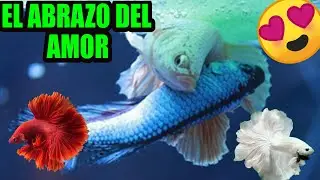 😍Reproducían de pez betta mi primer puesta😍