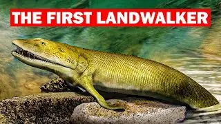 The Epic Tale of Earth's First Terrestrial Animal