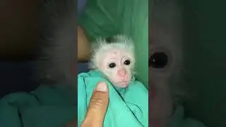 Bibi so cute #monkeybob #babymonkey #cute
