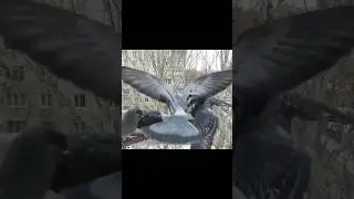Pigeon&rsquo;s Graceful Land Turns to Feeder Loss! 🐦❄️| Urban Birds Survival | #pigeon #winter #survival