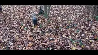 Harry's True DB Trail Southey Woods