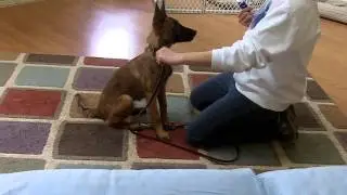 Leash Training