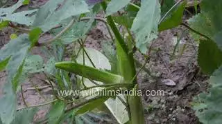 Close-Up Okra Flower Bud & Pod | Lady&rsquo;s Finger Plant Macro Shot