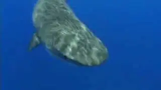 Bermuda Tiger Sharks
