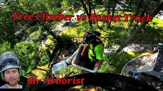 Oak Tree Removal. Using a Bucket Truck and Tree Climber