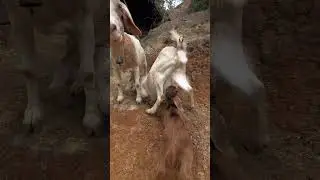 Три поколения коз 🐐 Бабушка, мама и малыш вместе #милоеферманноеживотное #животные