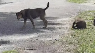 Stray dogs becoming a concern in the town of Bowman