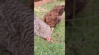 How to have happy Hens