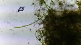 A Living Drop of Water Under the Microscope | Slow Observation from Microscope Lounge