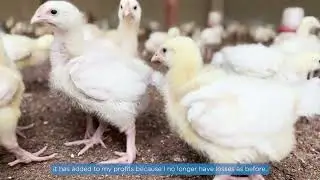 PREVENT: Improving Poultry Production in sub-Saharan Africa