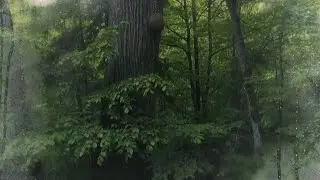 Rain & Mist in the Forest 🌫️ Gentle Rain, Whispering Wind | Sleep &bull; Relax &bull; Heal