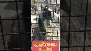 शुतुरमुर्ग (Struthio camelus) #amazing #dengerous #struthiomimus #dailyrun #daily #run