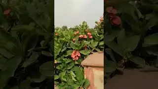 #shortvideo #shortvideo #comedy #comedyvideo #dance #river #toys #yamunariver