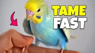 I tamed my 3 birds | here's HOW...