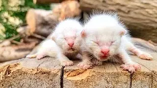 Kittens living on the street waiting for mother cat