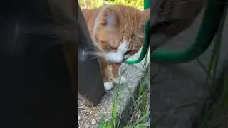 Cat eating grass #cat #shorts #grass  #cute #animals