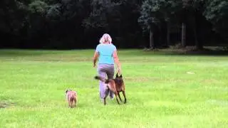 No leashes: Dog training Daytona Beach, FL