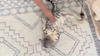 Do Bengal cats like belly rubs?