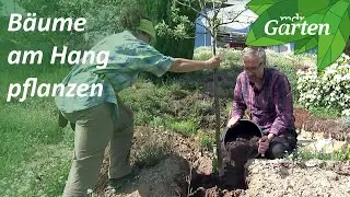 Baum am Hang pflanzen: Apfelbäume für einen sonnigen Hanggarten  | MDR Garten