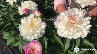 Petite elegance peony. Петит элеганс пион. Пулков сад (2022 г)