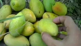 tropang mangga