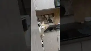 Приятно видеть, что ты меня приветствуешь! #кот