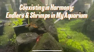 Coexisting in Harmony: Endlers & Shrimps in My Aquarium