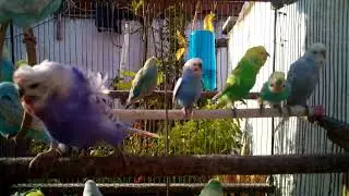11  🎨 The Psychology Behind Selling Rare Budgie Colors 🧠💡✨