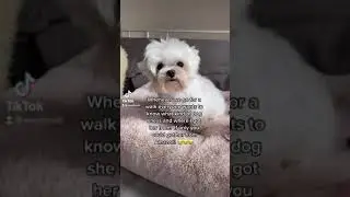 Your latest amazon find! #amazon #amazonfindstiktok #amazonfinds #tiktoktrends #tiktok
