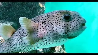 ネズミフグ　　Spot-fin porcupinefish　Diodon hystrix