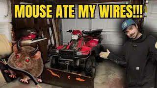 Why My Polaris Sportsman Wouldn’t Shut Off | Mouse Damage Repair