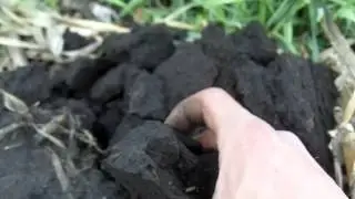 Aerial seeding of cereal does work in NW Indiana!