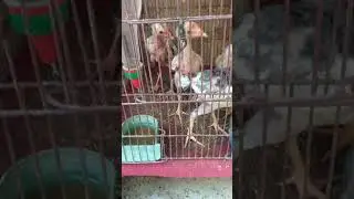Aseel chozy ki fight