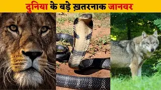 🦁💥Top 10 Most Dangerous Animals In The World 2023 । दुनिया के दस खौफनाक जानवरो ।