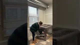 Best Dog Crate on the Market.
