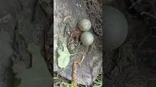 полное видео смотрите у меня на канале... #metaldetecting #fishing #пинпоинтер #коп #рек #топ